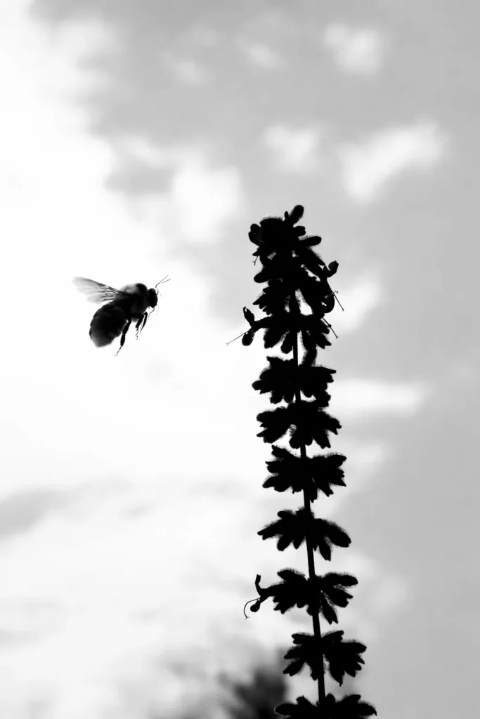 Seminarangebot: Hummelflug